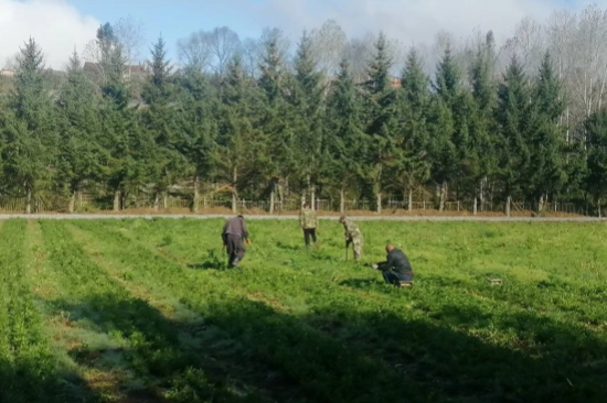 綠化苗木經(jīng)營(yíng)管理處開(kāi)展秋季圃地除草工作 (2).jpg