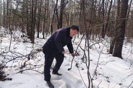 1741833819747533.jpg 大川林場(chǎng)開展“清山清套”專項(xiàng)行動(dòng)守護(hù)野生動(dòng)物家園(2).jpg