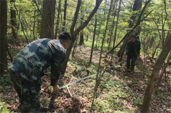 1748935897466234.jpg 厚植生態(tài)底色 繪就綠色畫卷 泉林公司圓滿完成2025年春季營造林任務(wù)(3).jpg
