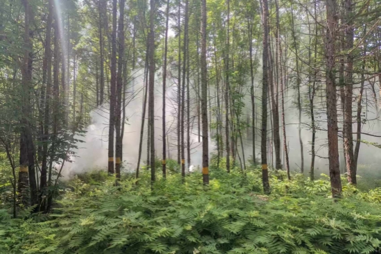 1752563180687470.jpg 大川林場(chǎng)開展森林病蟲害防治工作(2).jpg