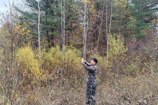 1761808176179549.jpg 泉林公司扎實(shí)開展松材線蟲病秋季普查工作(2).jpg